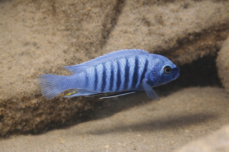 Maylandia zebra 'Londo Bay'